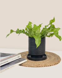Tall Astra Pot - XS