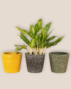 Tumbleweed Plants