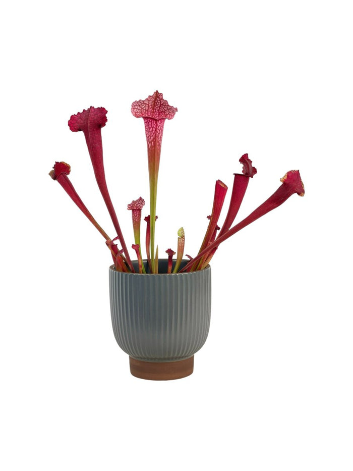 Trumpet Pitcher Plant - grow pot - Potted plant - Tumbleweed Plants - Online Plant Delivery Singapore