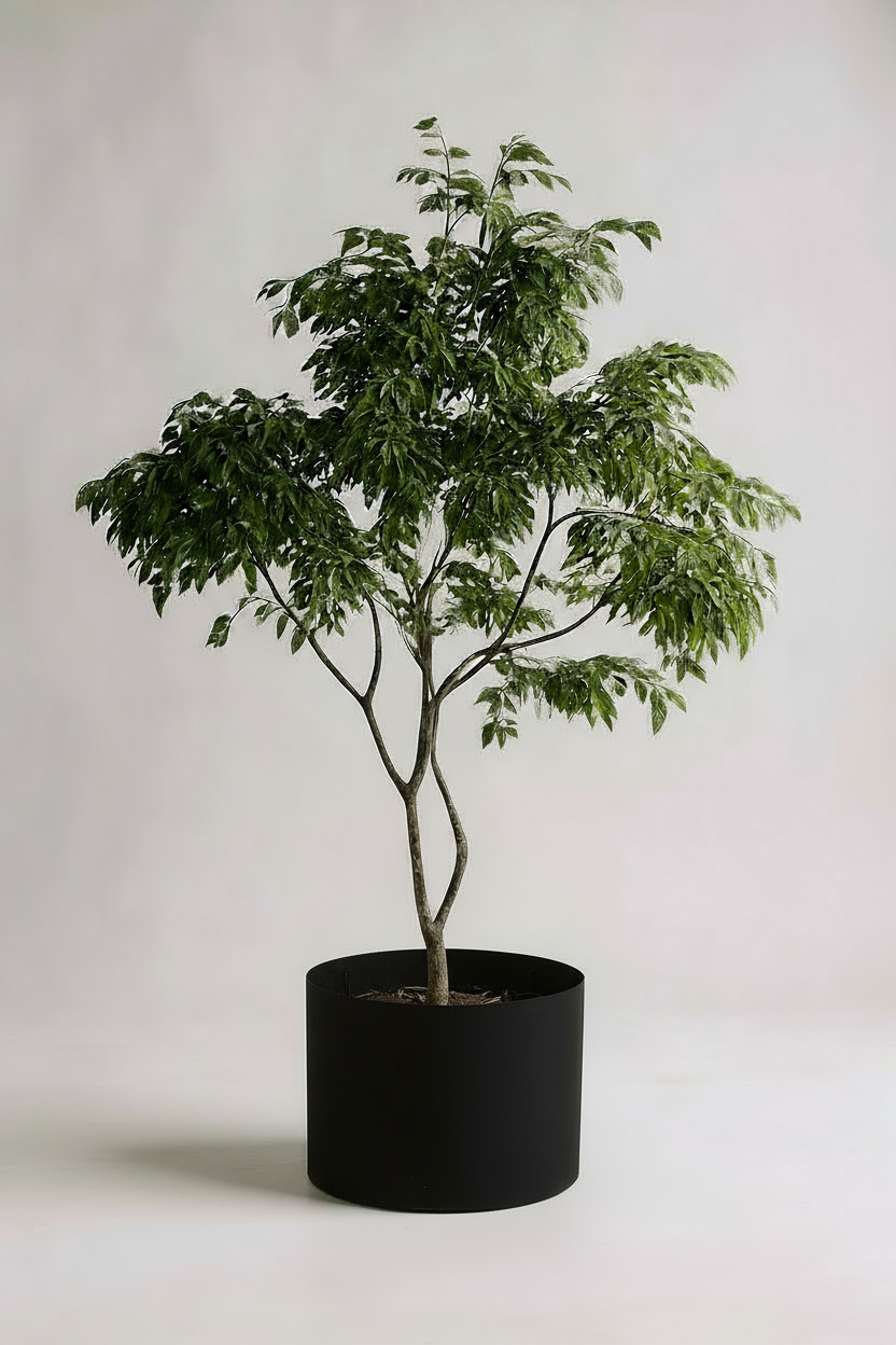 China Doll Tree - Real-Trunk Artificial - Potted plant -  Tumbleweed Plants