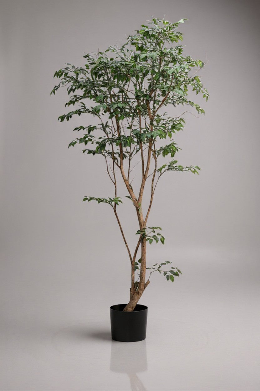 Ficus - Real-Trunk Artificial - Potted plant -  Tumbleweed Plants