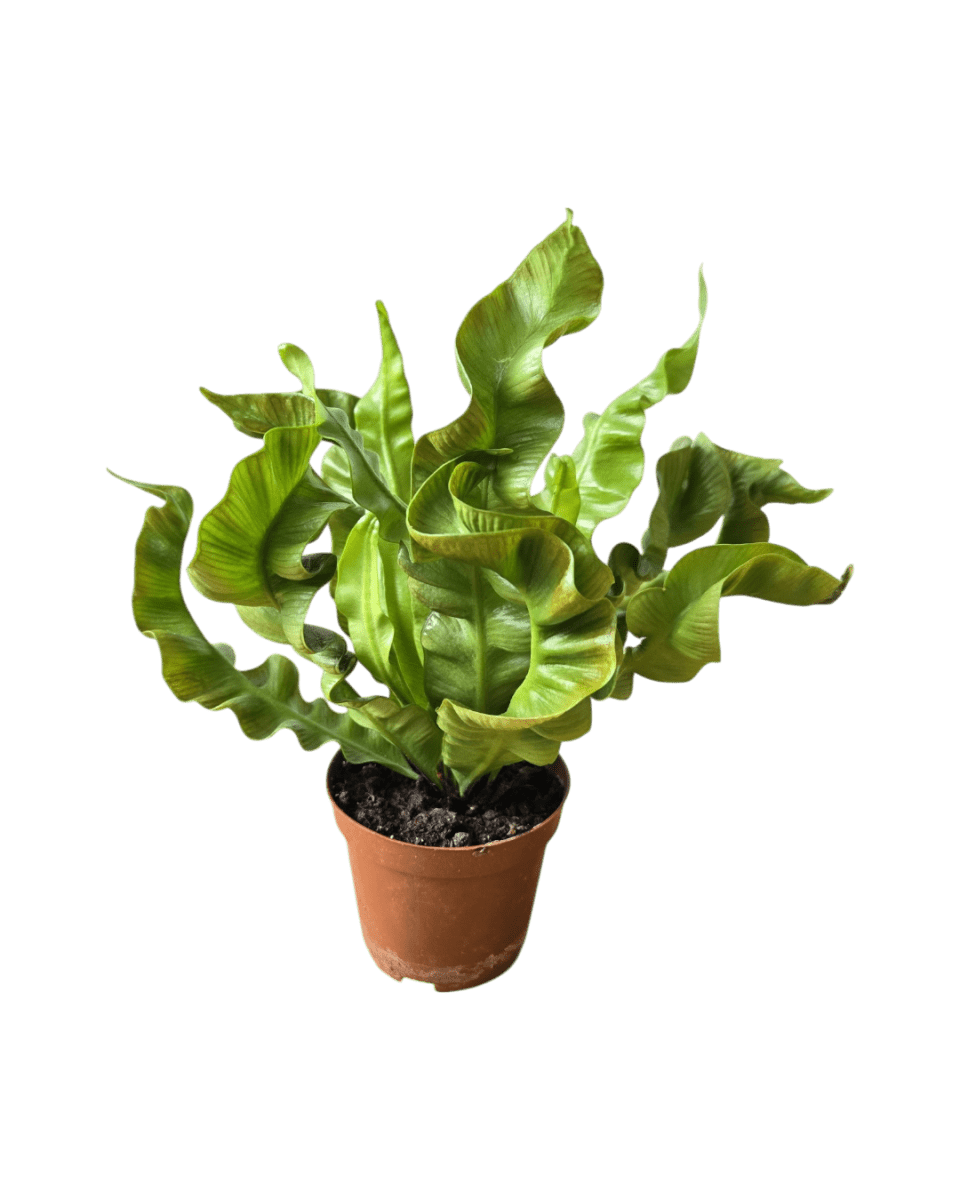 Grow Pot