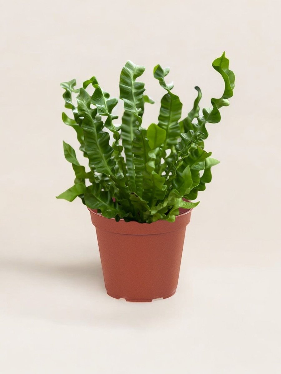 Wavy Bird Nest Fern