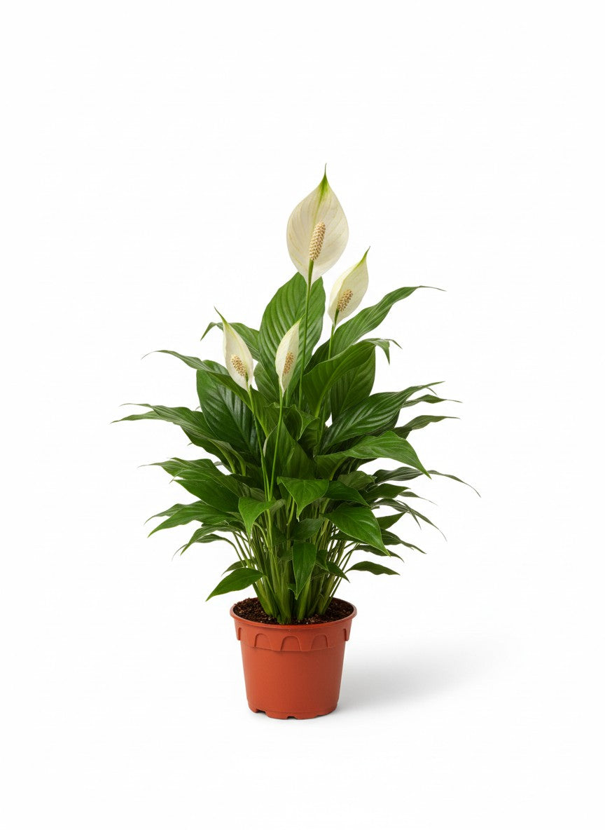 Grow Pot