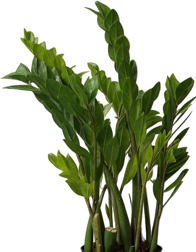 ZZ Plant - XL
