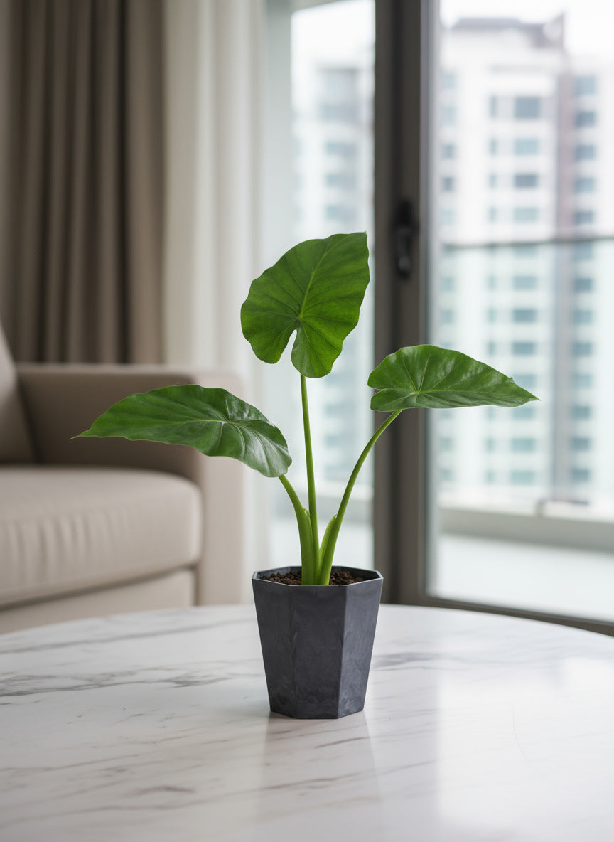 Giant Taro Medium