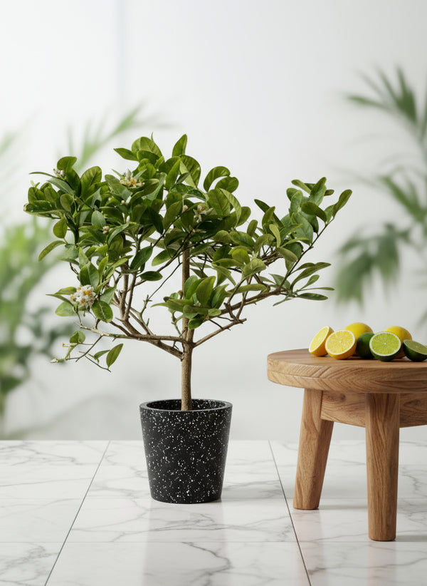 Junior Lemon Tree