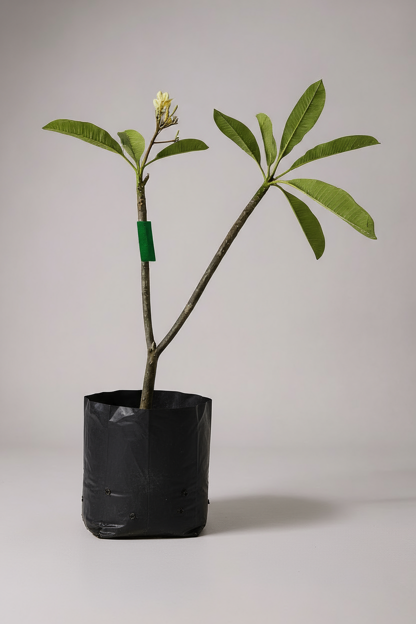 Grow Pot