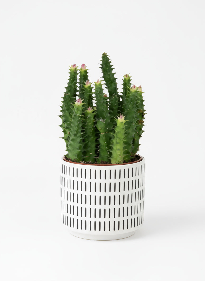 Pink Tip Succulent