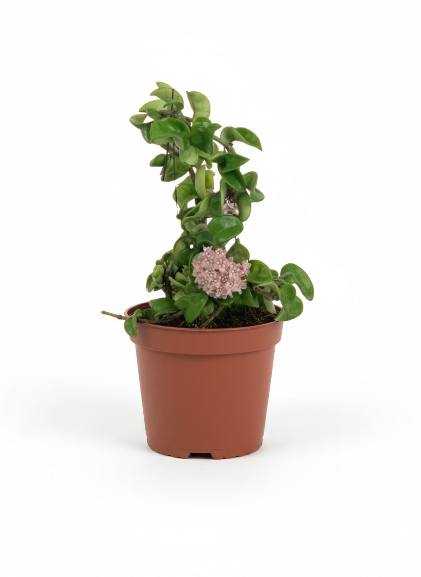 Hoya Curly - Small