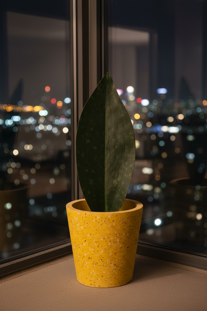 Whale Fin Snake Plant - Large - Potted plant -  Tumbleweed Plants