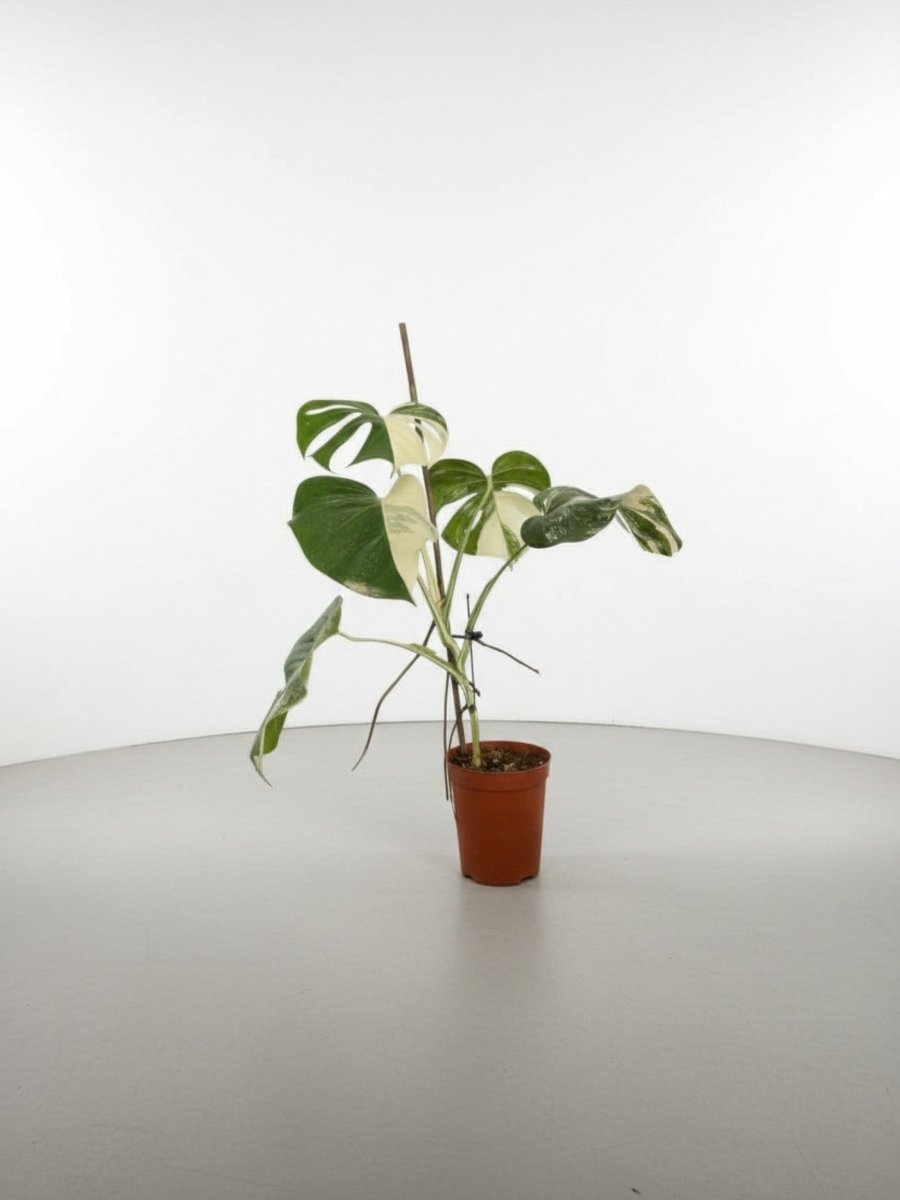 Monstera Albo Variegata Junior — Established Plant (Limited Batch) - Potted plant - POTT-MONS-GRW-9772 - Tumbleweed Plants - Online Plant Delivery Singapore