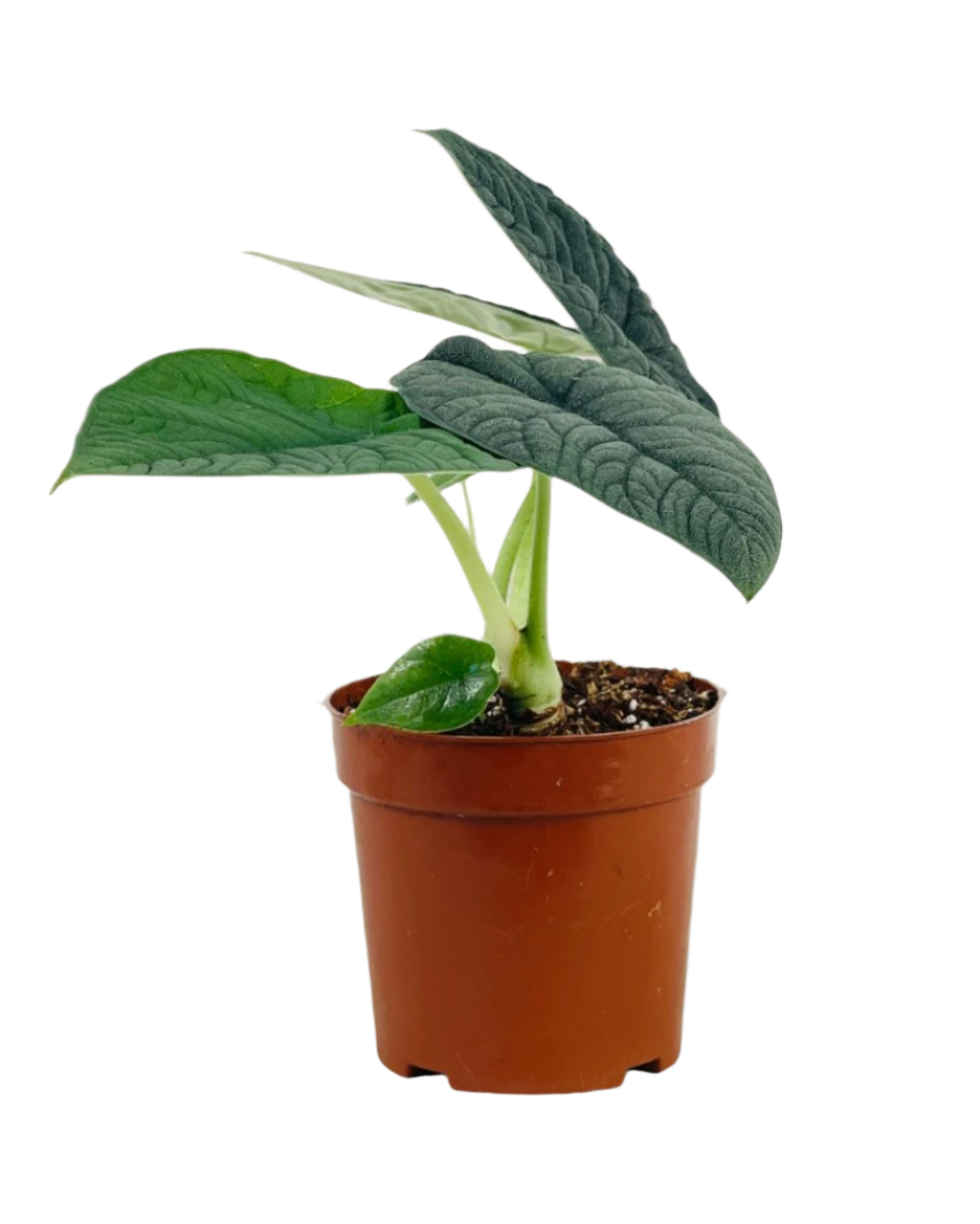 Alocasia Melo - Potted plant -  Tumbleweed Plants