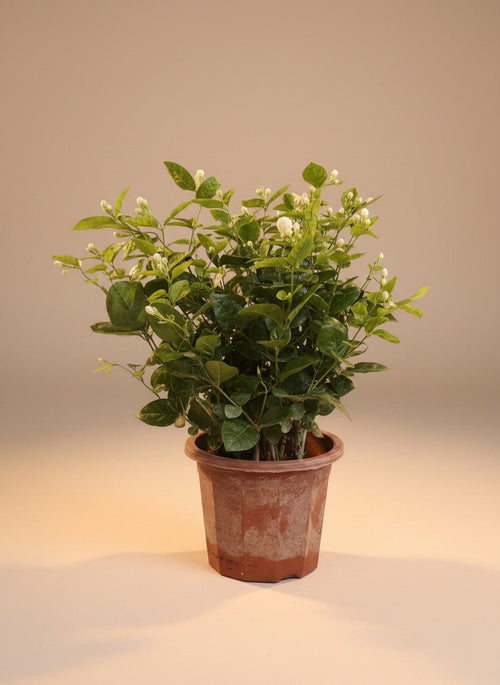 Tumbleweed Plants