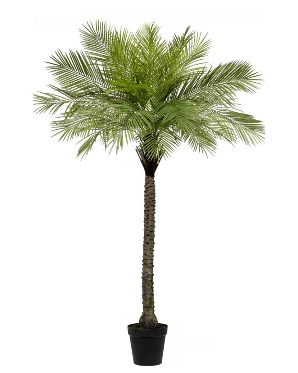 Areca Palm (Life - life Artificial) - Potted plant - 4852747116908 - Tumbleweed Plants - Online Plant Delivery Singapore