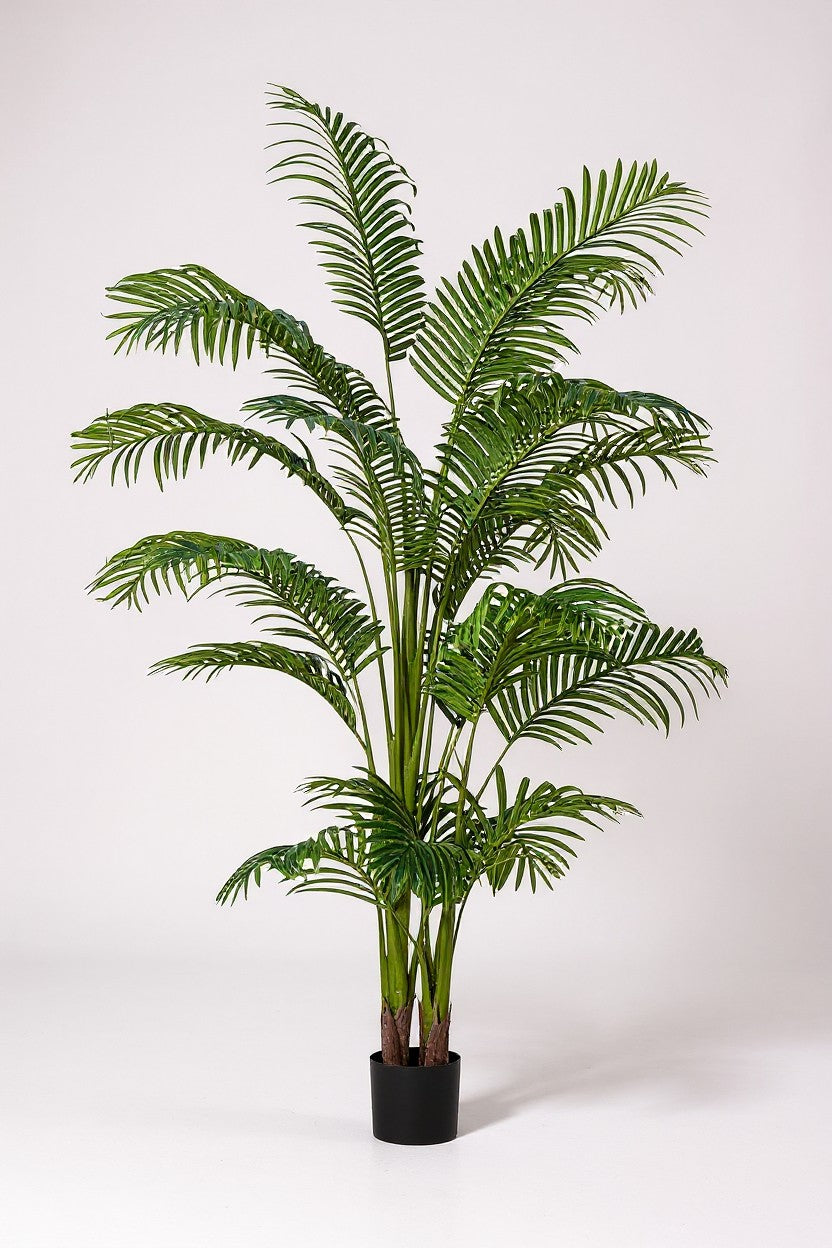 220 - Areca Palm