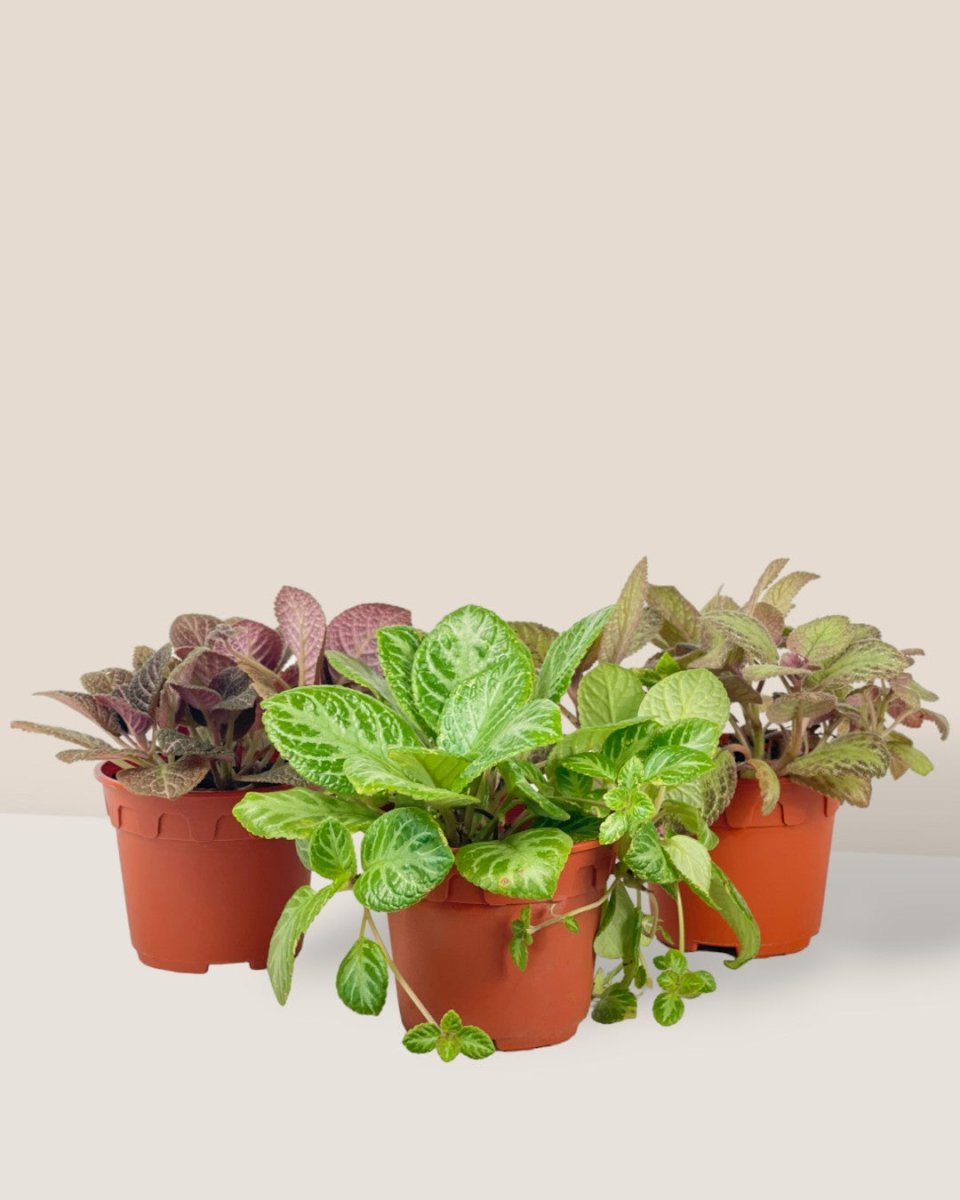 Assorted Episcia Plant - grow pot - Potted plant - Tumbleweed Plants - Online Plant Delivery Singapore