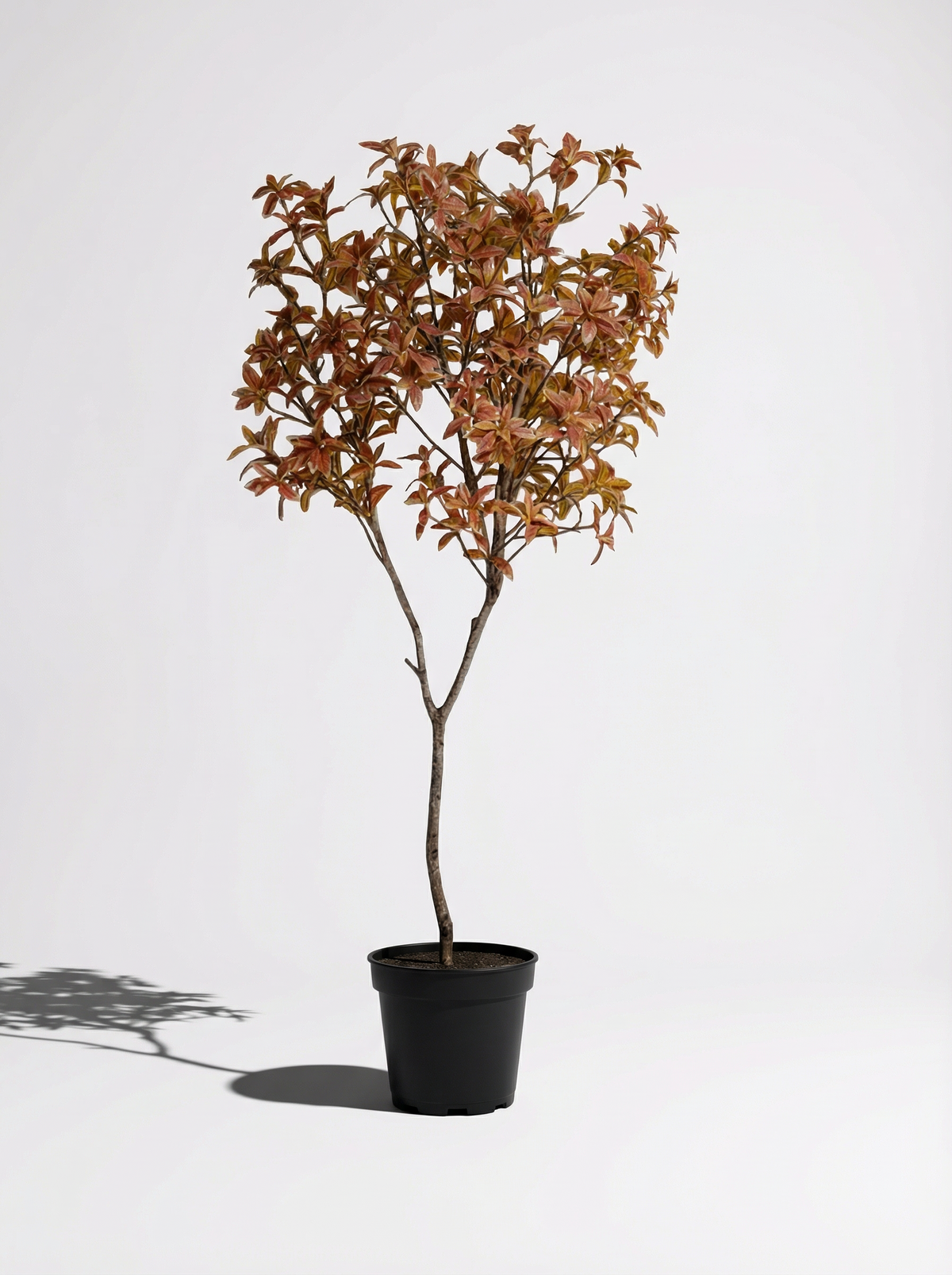 Japanese Andromeda - Real-Trunk Artificial