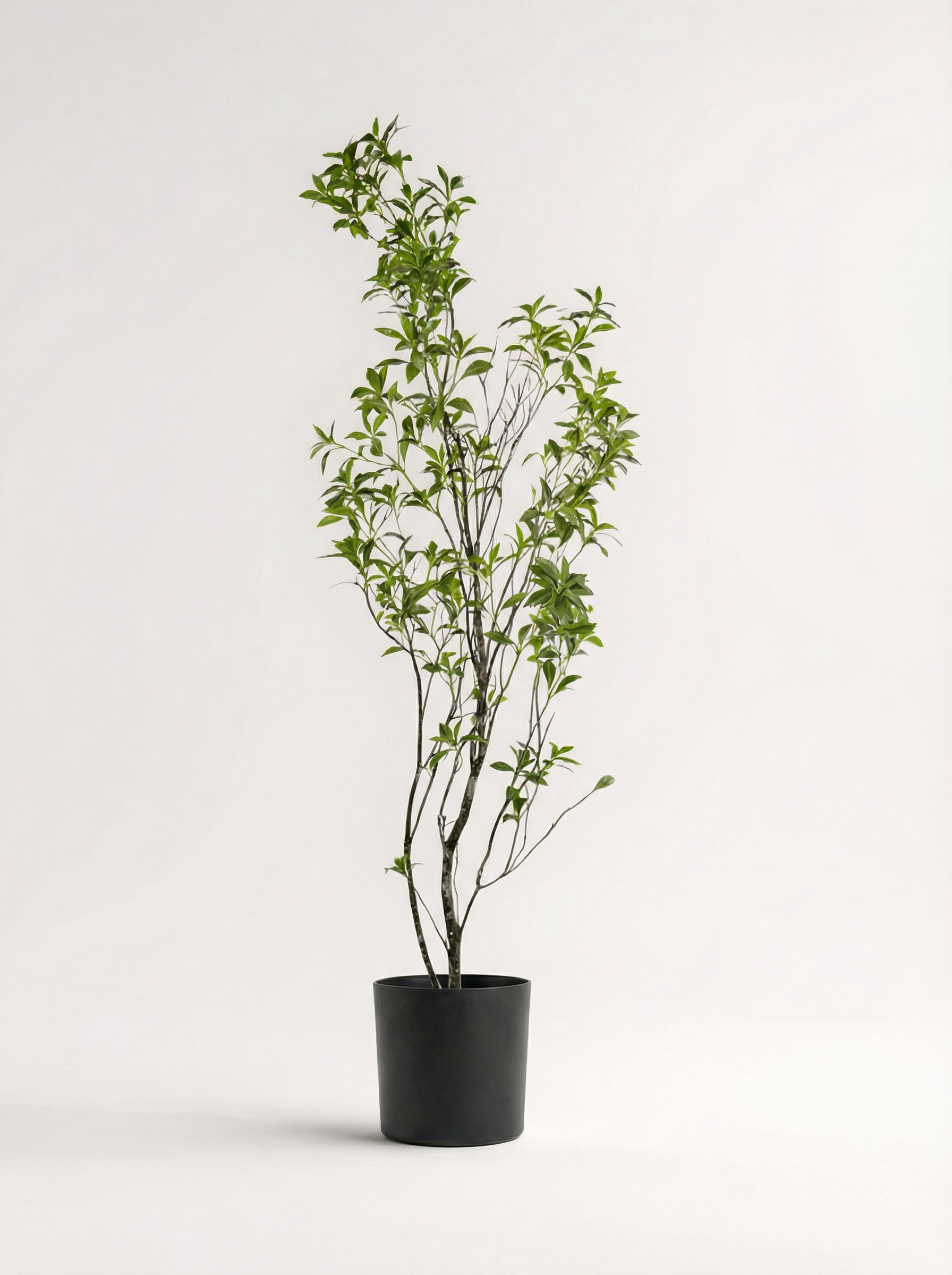 Luxury Green 190cm