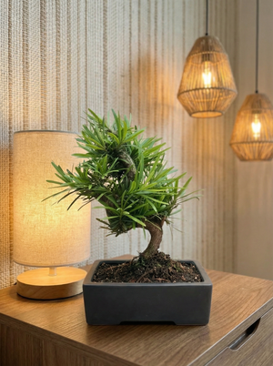 Tumbleweed Plants