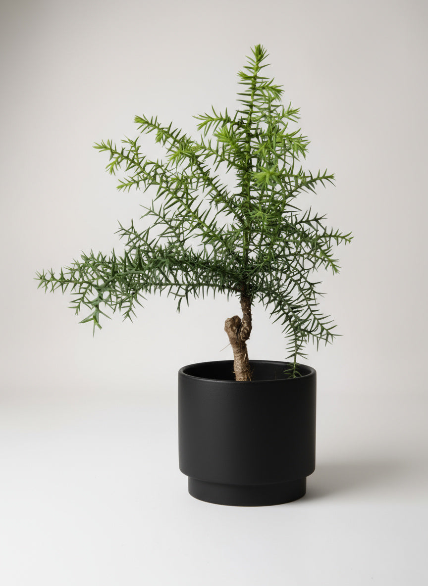 Araucaria cunninghamii - Hoop Pine Junior