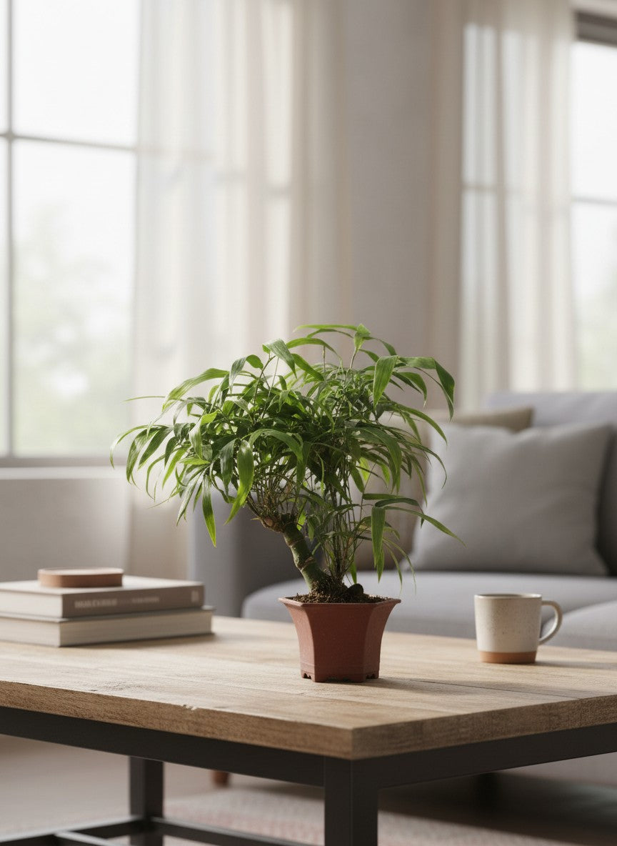 Bambusa Ventricosa - Potted plant -  - Tumbleweed Plants - Online Plant Delivery Singapore