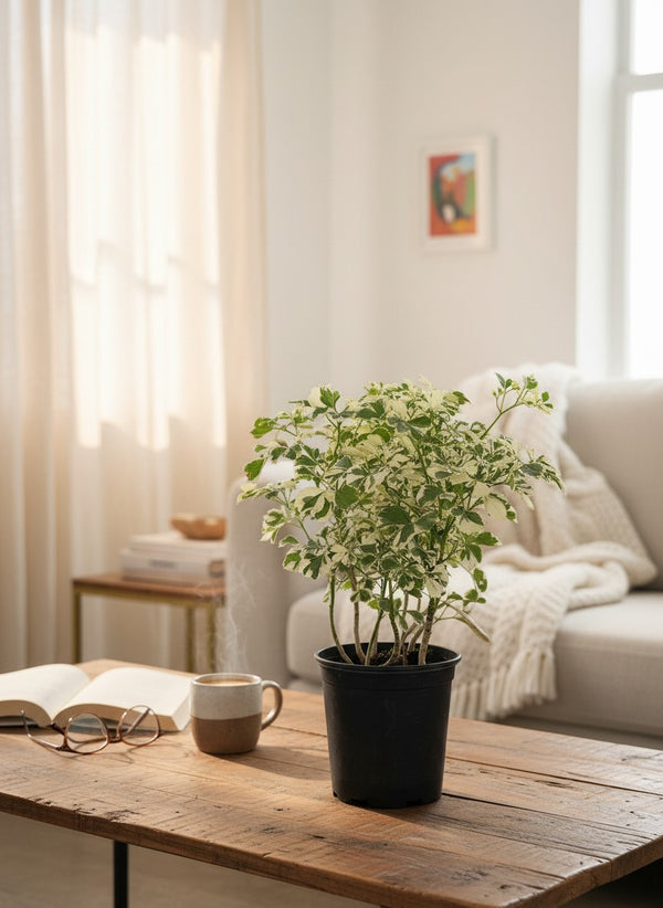Snowflake Aralia - Potted plant -  - Tumbleweed Plants - Online Plant Delivery Singapore