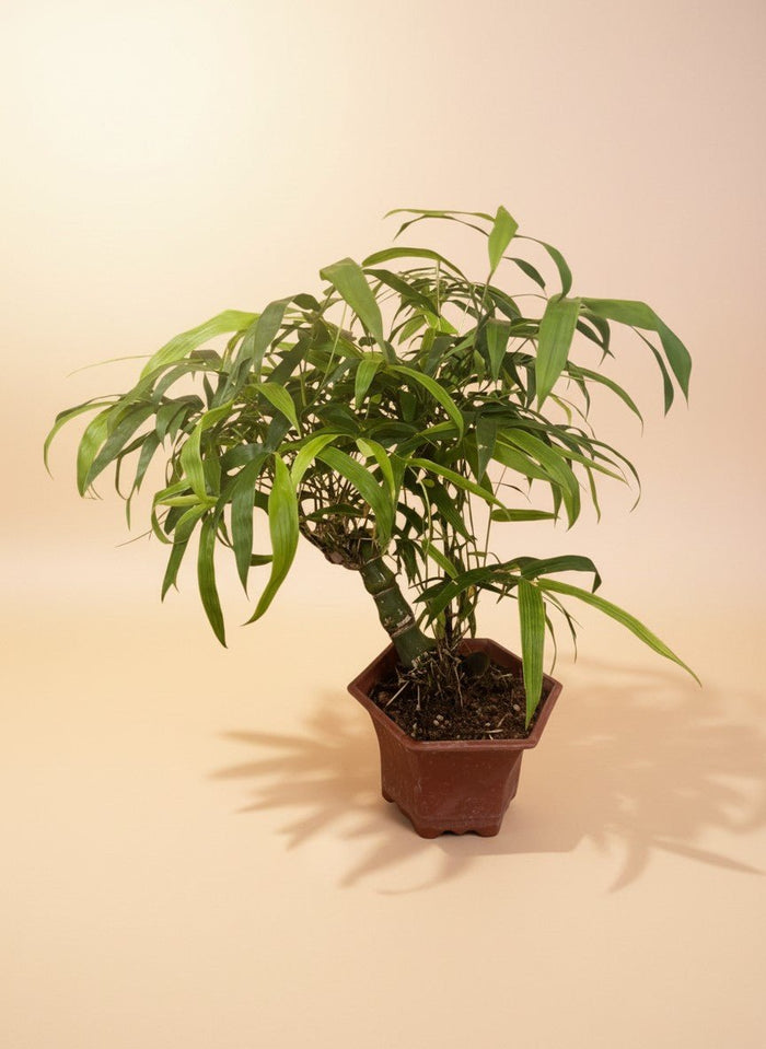 Bambusa Ventricosa - Potted plant -  - Tumbleweed Plants - Online Plant Delivery Singapore