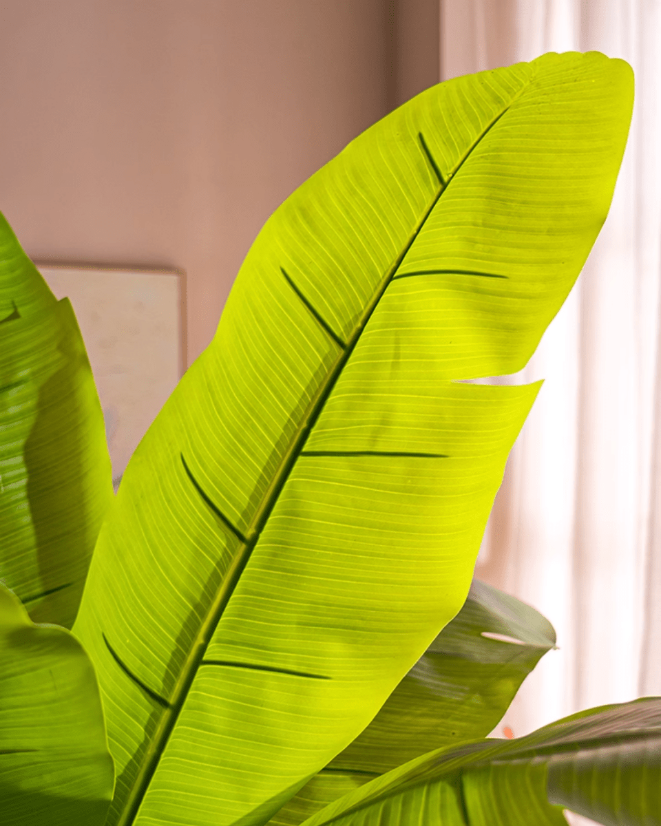 Banana Tree (Life - life Artificial) - Potted plant - 5103784103174 - Tumbleweed Plants - Online Plant Delivery Singapore