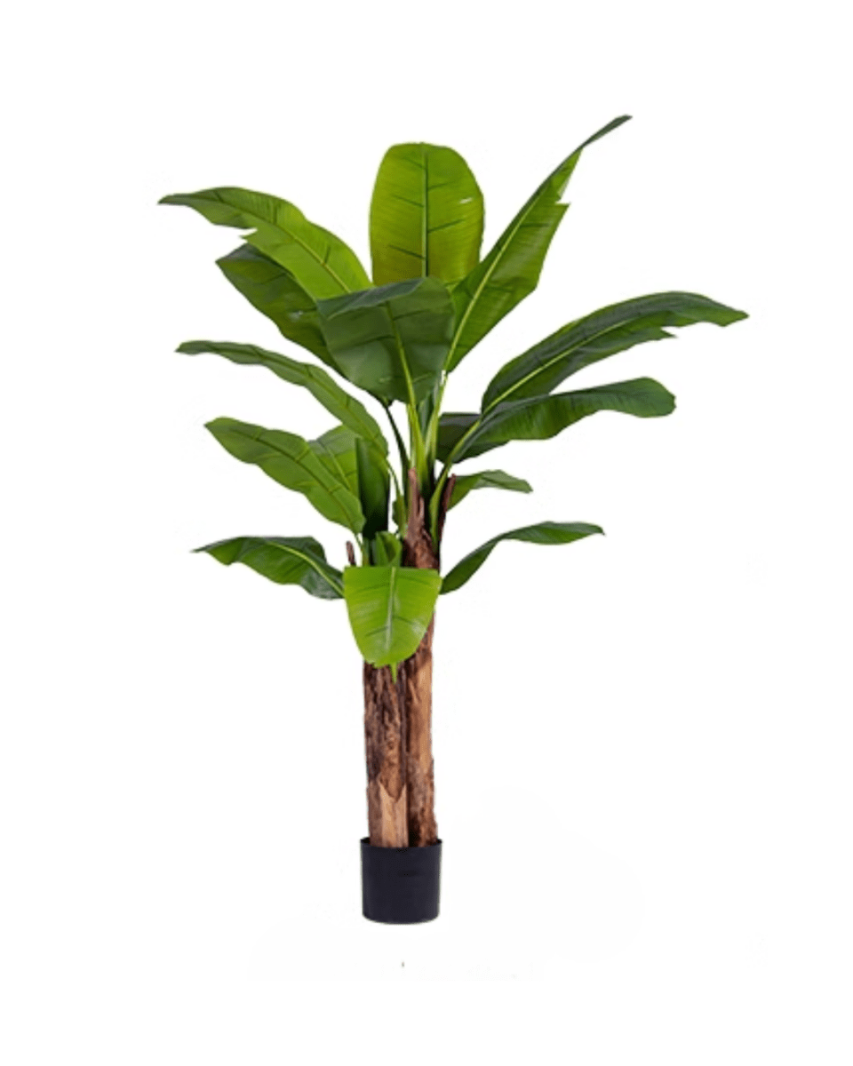 Banana Tree (Life - life Artificial) - Potted plant - 5103784103175 - Tumbleweed Plants - Online Plant Delivery Singapore
