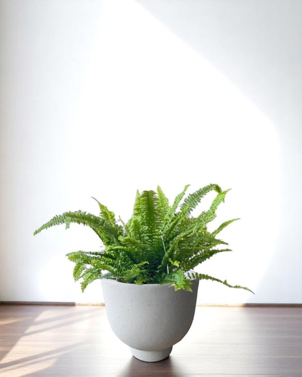 Basso Planter - Planter - 4754535109639 - Tumbleweed Plants - Online Plant Delivery Singapore