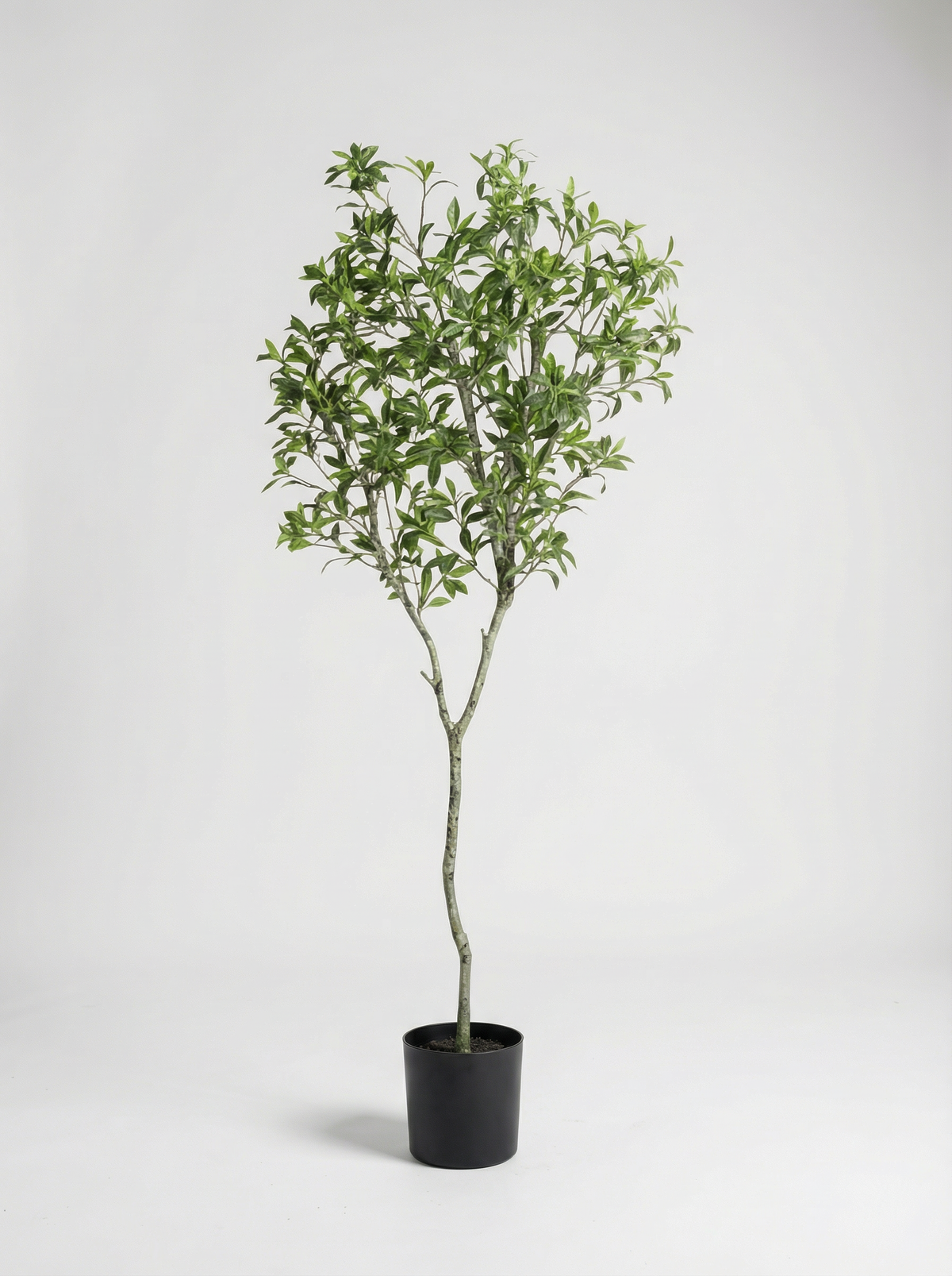 Japanese Andromeda - Real-Trunk Artificial
