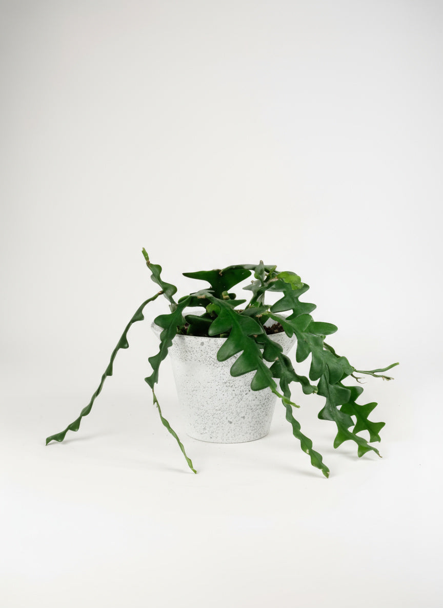 Fishbone cactus