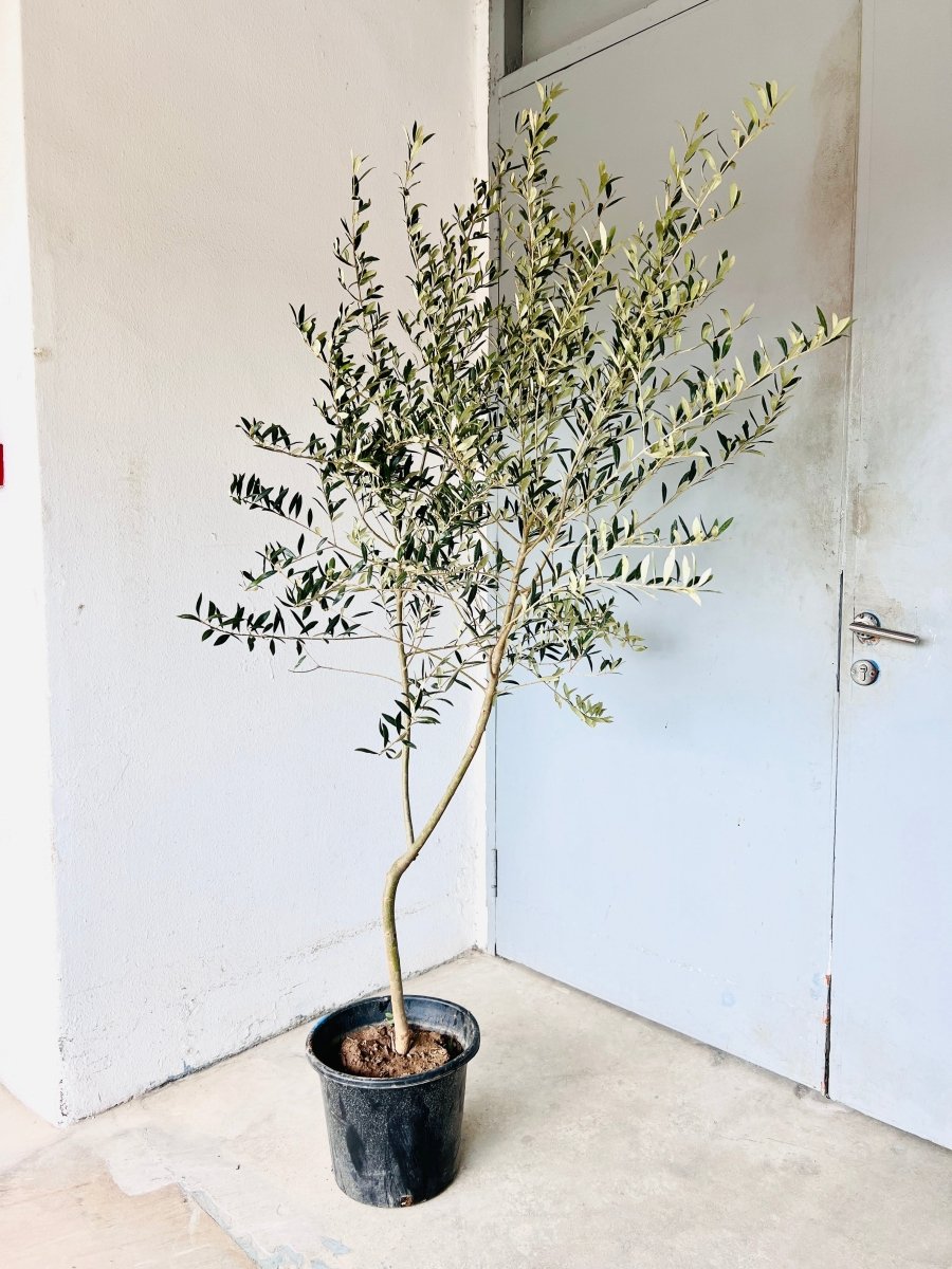 Big Olive Tree - Potted plant - POTT - BIGO - GRW - 6302 - Tumbleweed Plants - Online Plant Delivery Singapore