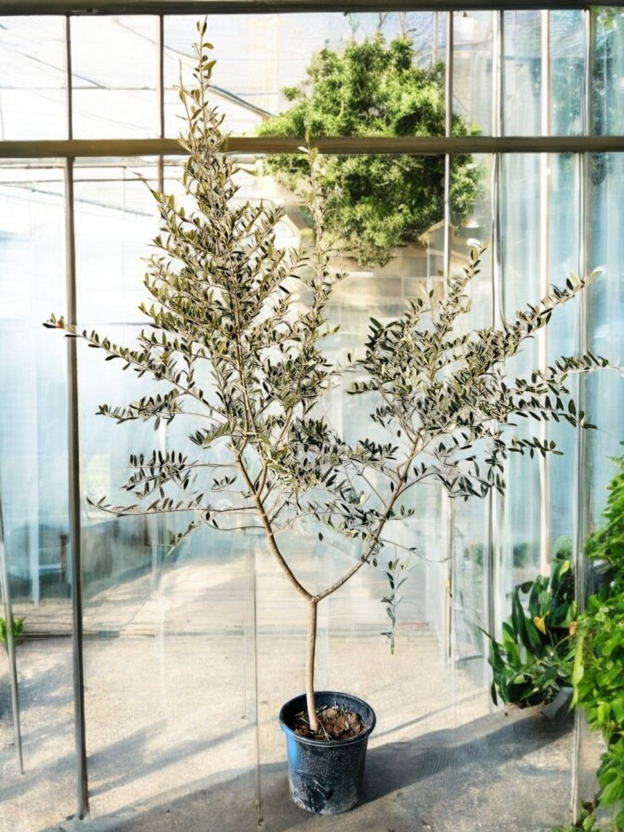 Big Olive Tree - Potted plant - POTT - BIGO - GRW - 6302 - Tumbleweed Plants - Online Plant Delivery Singapore