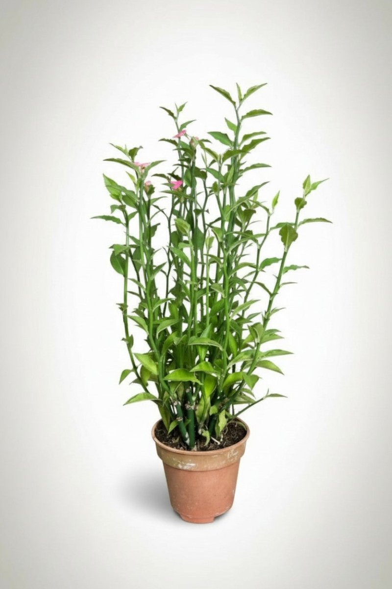 Grow Pot