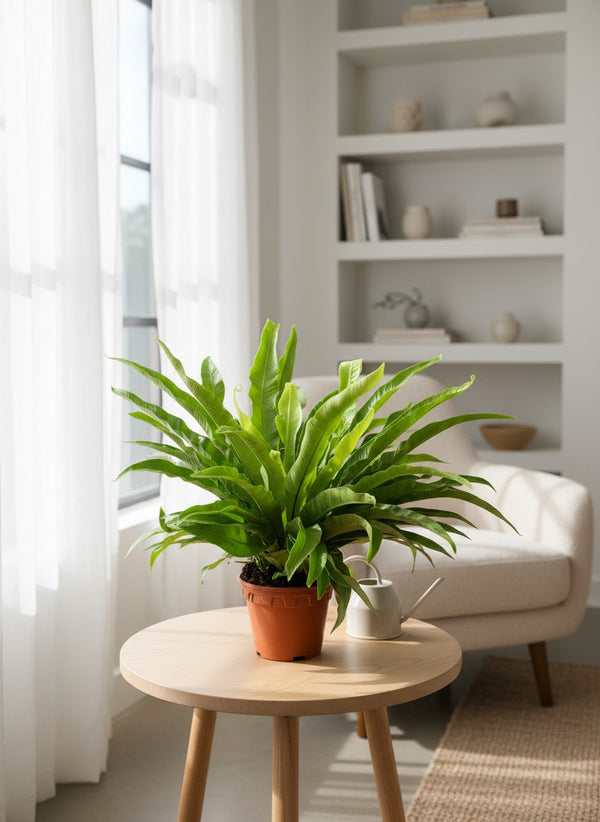 Bird’s Nest Fern - Potted plant -  - Tumbleweed Plants - Online Plant Delivery Singapore