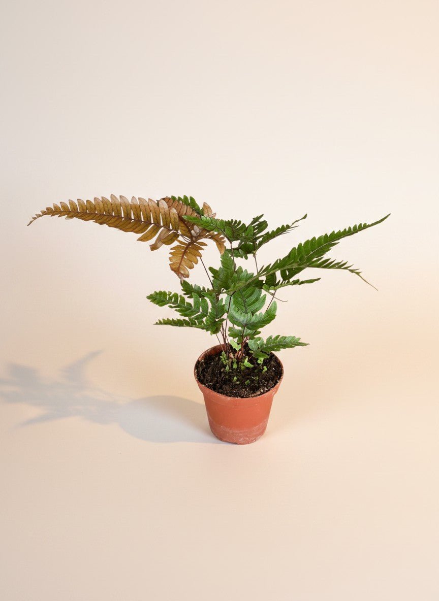 Tricolor Brake Fern - Potted plant -  - Tumbleweed Plants - Online Plant Delivery Singapore