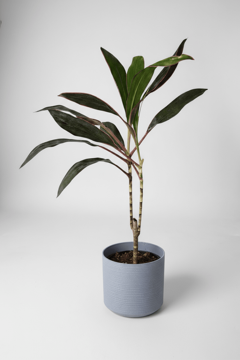Cordyline Burgundy - Potted plant - POTT-CORD-GRW-6665 - Tumbleweed Plants - Online Plant Delivery Singapore