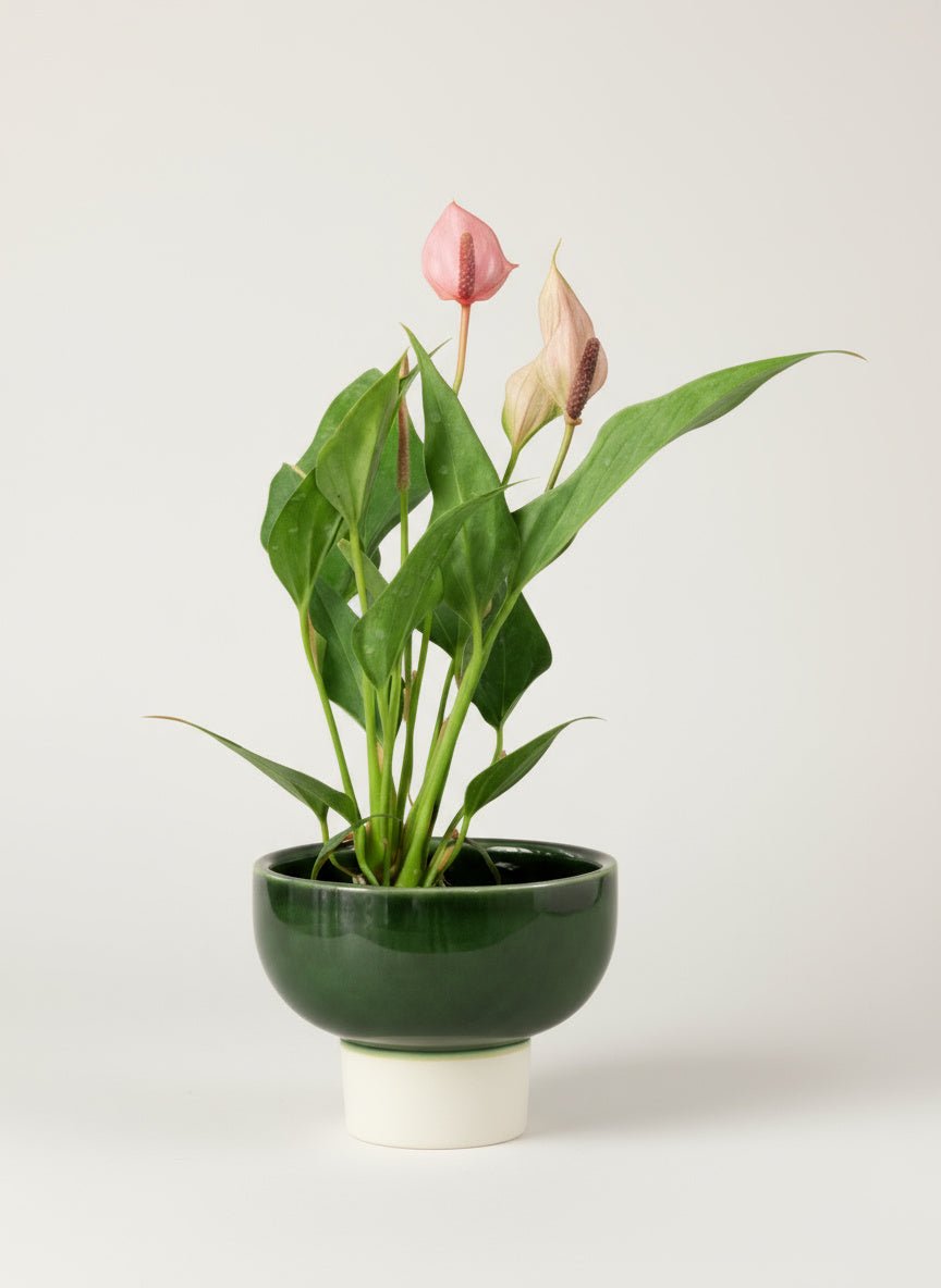 Anthurium Lili Pink - Potted plant - POTT-ANTH-GRW-4901 - Tumbleweed Plants - Online Plant Delivery Singapore