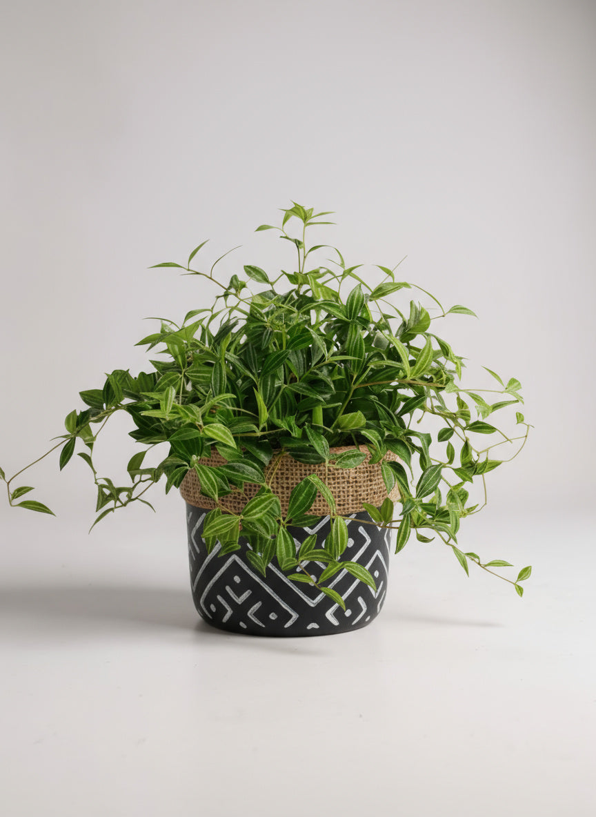 Parallel Peperomia