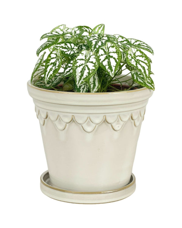 Tumbleweed Plants