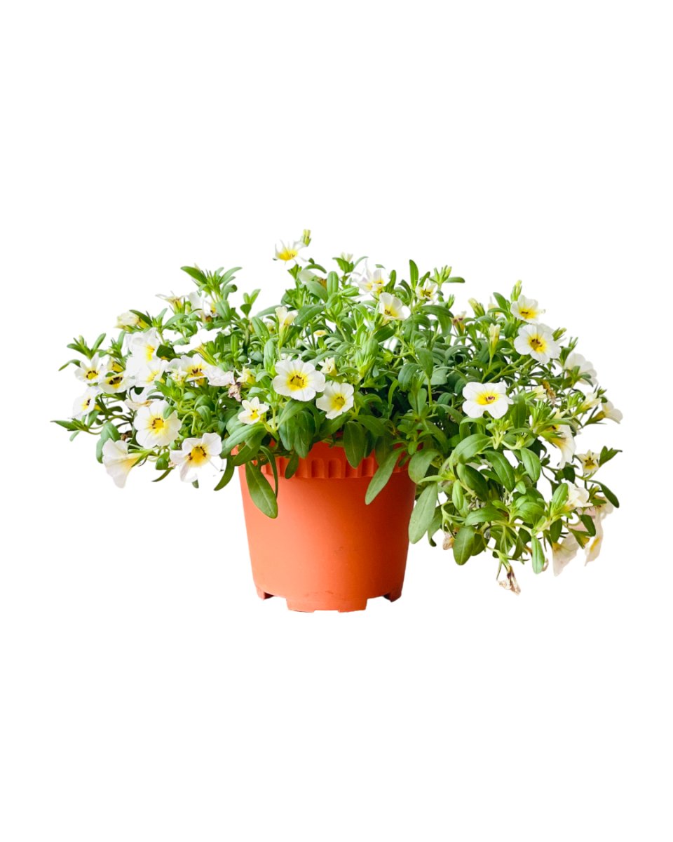 Grow Pot