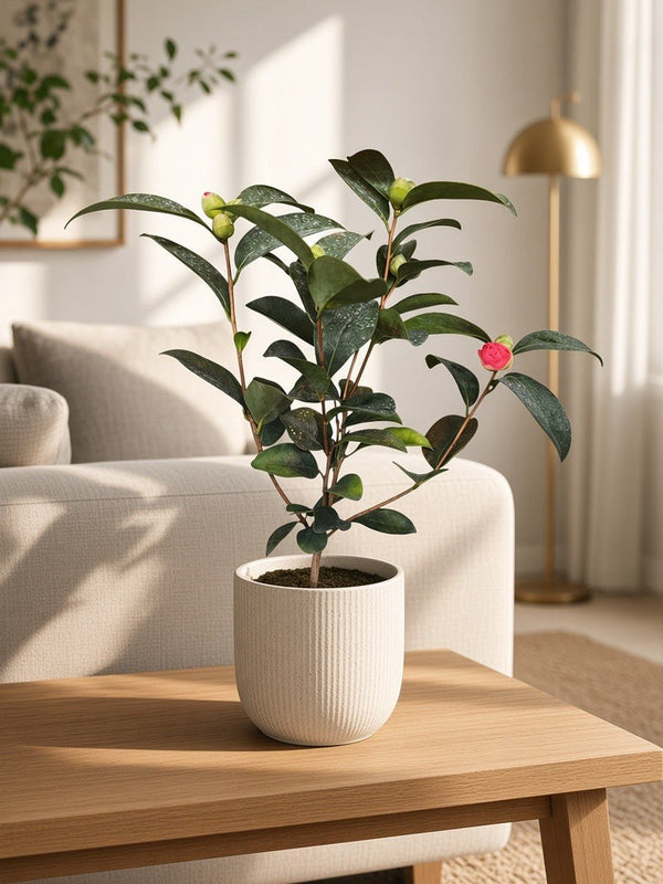 Camellia Blooms Petite Tree (special launch price!) - Potted plant -  - Tumbleweed Plants - Online Plant Delivery Singapore