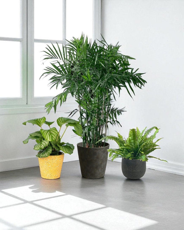 Tumbleweed Plants