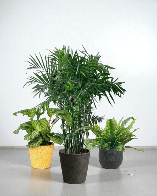 Tumbleweed Plants