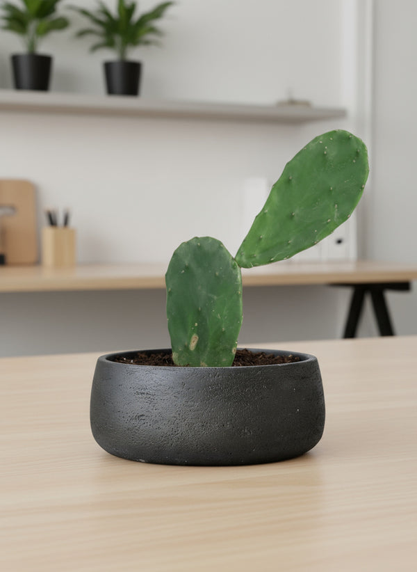 Prickly Pear Cactus (0.3)
