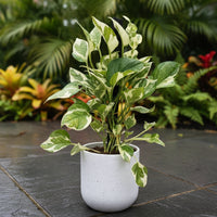 Pothos N'Joy - coco