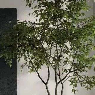 China Doll Tree - Real - Trunk Artificial - Potted plant - 5516314535781 - Tumbleweed Plants - Online Plant Delivery Singapore