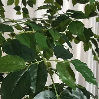 China Doll Tree - Real - Trunk Artificial - Potted plant - 5516314535781 - Tumbleweed Plants - Online Plant Delivery Singapore